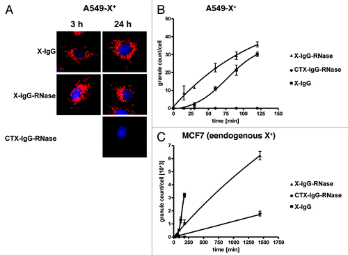 Figure 8. Internalization of fluorescently labeled X-antigen specific IgG-RNases. IgGs, IgG-RNases and control constructs were chemically conjugated with CypHer 5E and incubated for up to 24 h on A549-X+ cell or MCF7 cells which either overexpress or endogenously express X-antigen, respectively. CTX-IgG-RNase was used as control. (A) Fluorescence microscopy was performed at different time points, images after 3 and 24 h are shown. Hoechst 33342 was used as counter stain for nuclei. (B) Internalization was quantified by counting of red fluorescent granules per cell for up to 24 h.