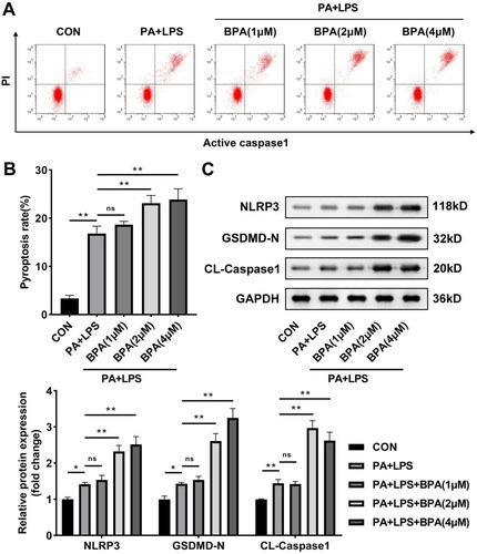 Figure 2. BPA facilitates pyroptosis of steatotic HepG2 cells. (A) Scatter diagram and (B) quantitative analysis of pyroptosis performed by flow cytometry. (C) Protein brands and quantitative analysis of NLRP3 inflammasome evaluated by western blot. **p < 0.01. ns: no significance.