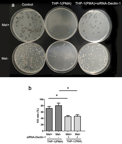 Figure 1. Killing rate of macrophages with different expressions of Dectin-1 to Fonsecaea monophora wild strain (Mel+) or melanin-deficient mutant strain (Mel-). (a) Colony image of surviving F. monophora cultured on PDA for 1 week after 24 h co-culture with macrophages. (b) Killing rate of group (*: P < 0.05).