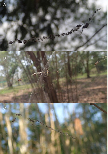 Figure 1. Three examples A–C, of the perpendicular web decoration template of Trichonephila antipodiana juveniles.