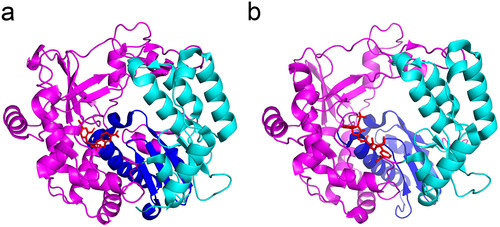 Figure 6. X-ray crystal structure of 3Dpol and viral polymerase inhibitors. a: CVB3 3Dpol in complex with GPC-N114 (PDB: 4Y2A); b: EV-D68 3Dpol in complex with NADPH (PDB: 5ZIT). The palm, thumb and finger subdomains are shown in blue, cyan, and magenta cartoons, respectively. The inhibitors are shown in red sticks.