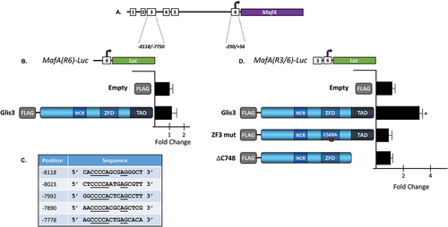 Figure 4. Glis3 positively regulates MafA expression through its pancreas-specific enhancer. (a) Schematic diagram of the MafA upstream regulatory regions. The regions defining the core promoter (6) and the pancreas-specific enhancer (3) are shown in bp relative to the TSS. (b,d) INS1 832/13 cells were transfected with pCMV-β-Gal, the indicated luciferase reporter construct, and the specified Glis3 expression vector. After 48 h, cells were assayed for luciferase and β-galactosidase activity and the normalized relative luciferase activity (nRLU) was calculated and plotted. Representative experiments are shown. Each bar represents the mean ± S.D. * indicates statistically different than cells expressing empty vector (p < .05). NCR = N-terminal conserved region; ZFD = zinc finger domain; TAD = transactivation domain. (c) Five putative GlisBS were identified within the pancreas-specific R3 enhancer. Underlined bases indicate core GlisBS sites conserved between mouse, rat, and human. Position of each element is indicated in bp relative to the MafA TSS.