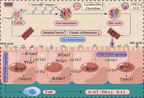 Figure 10. Illustration of the mechanism impacting the response to anti-α4β7-integrin therapy in humanized mice with colitis. The baseline gut microbiota in remission-achieving colitis mice contained common microbes that could regulate microbial BA levels. Moreover, the increased BA levels led to further stimulation of FXR and TGR5, which significantly improved gut barrier function and mitigated intestinal inflammation.