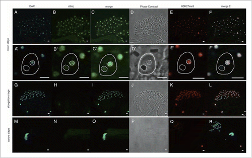 Figure 2. Anti-dJmj and H3K27me3 immunofluorescence analyses in wild-type Drosophila testes from onion stage to canoe stage. (A, G, M) Staining of spermatids with DAPI. (B, H, N) Immunostaining of testes with the anti-dJmj antibody. (E, K, Q) Immunostaining of testes with the anti-H3K27me3 antibody. (D, J, P) Phase contrast images of spermatocytes. (C, I, O) Merged DAPI staining with anti-dJmj staining images are shown. (F, L, R) Merged DAPI staining with anti-H3K27me3 staining images are shown. (A-F) onion stage, (G-L) elongation stage, (M-R) canoe stage. (A′–R′) Magnified images of each stage. (A′–F′) A spermatid is encircled by solid line. A nucleus is encircled by right dashed line and a nebenkern is by left dashed line. (Q, R) the other cyst from (M-P). Scale bars = 50 μm (A-R), 0.1 μm (A′–F′).