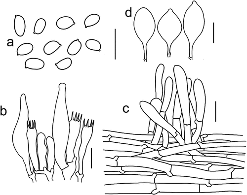 Figure 12. Microscopic features of Tricholomopsis depressa (type, HKAS 53,624). (a) Basidiospores; (b) Hymenium; (c) Pileipellis; (d) Cheilocystidia. Bars: a – b = 10 μm, c – d = 20 μm.