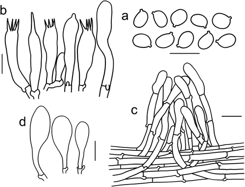 Figure 11. Microscopic features of Tricholomopsis campestris (type, HKAS 116,178). (a) Basidiospores; (b) Hymenium; (c) Pileipellis; (d) Cheilocystidia. Bars: a – b = 10 μm, c – d = 20 μm.