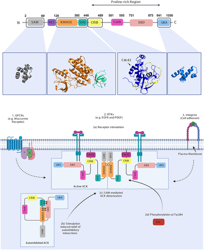 Figure 1. ACK’s architecture and activation. (upper panel) ACK’s domain architecture with domain structures (kinase domain-SH3 PDB: 4HZS, CRIB PDB: 1CF4) or predictions (AlphaFold) shown. ACK encompasses a sterile alpha motif (SAM) domain, nuclear export signal (NES), TK domain, Src homology-3 (SH3) domain, CRIB motif, clathrin binding region, epidermal growth factor receptor-binding (EBD) domain and a ubiquitin association (UBA) domain. Amino acid numbering of domain boundaries is shown above the respective domains. (lower panel) ACK signals downstream of [Citation1] G protein-coupled receptors (GPCRs) [Citation2], Receptor tyrosine kinases (RTKs) and [Citation3] Integrins. RTK stimulation (2a) causes relief of ACK’s autoinhibitory interactions, (2b) SAM-mediated dimerization and (2c) ACK activation. To become fully active, 2(d) ACK is phosphorylated, either by Src or autophosphorylation, on its activation loop at Tyr284. Figure created in BioRender.