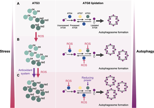 Figure 1. Model depicting the role of the ATG3 redox regulation in ATG8 lipidation.