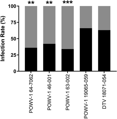 Figure 4. Overall infection rates of New York State (NYS) Powassan virus (POWV-1) and deer tick virus (DTV) isolates in Ixodes scapularis nymphs following immersion. Black shading represents the percent of infected ticks with POWV-1 or DTV and gray shading represent the percent of uninfected ticks. Infected ticks across all timepoints (7-,14-,21-, and 28-days post infection) were combined to calculate overall percentage of POWV-infected ticks (n = 80/strain for POWV-1 64–7062 and POWV-1 46-001, n = 90/strain for POWV-1 63-002, POWV-1 19065-059, and DTV 18071-054). POWV-1 64-7062, POWV-1 46-001, and POWV-1 63–002 displayed significantly lower infection rates compared to POWV-1 19065–059 and DTV 18071–054 (chi-squared test, **p < 0.01, ***p < 0.001).
