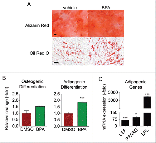 Figure 3. BPA enhances the adipogenic differentiation of BMSCs. BMSCs treated with 1 μM BPA for 5 d. (A) Treated cells were incubated in osteogenic or adipogenic differentiation medium and stained with Alizarin Red or Oil Red O, respectively, after 14 d. Representative images showing osteogenic and adipogenic differentiation are shown. Bars represent 200 μm. (B) Stains were eluted and absorbance values were obtained on a plate reader at 584 nm. Samples were normalized to the amount of protein present. (C) Cells were assessed by qRT-PCR analysis of total cellular RNA prepared from vehicle- or DDT-treated cells. Values are normalized to β-actin. Values represent triplicates and 3 independent experiments for each of the 3 donors. Bar ± SD. *, P < 0.05; **, P < 0.01; ***, P < 0.001 relative to vehicle-treated BMSCs.