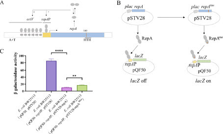 Figure 5. Functional validation of the replication protein repA D140Y (GAT→TAT) mutation in the pNX52-NDM-5 plasmid. A. Schematic diagram of the structure of the replication protein repA in the pNX52-NDM-5 plasmid. B. Schematic diagram of the lacZ reporter system used to validate the function of the repA D140Y (GAT→TAT) mutation. C. The repA D140Y (GAT→TAT) mutation reduced inhibition of promoter activity, leading to an increase in plasmid copy number. “**” means P < 0.01; “***” means P < 0.001.