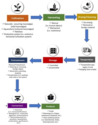 Figure 4. Supply chain of macroalgae for bioenergy and high-value added products.