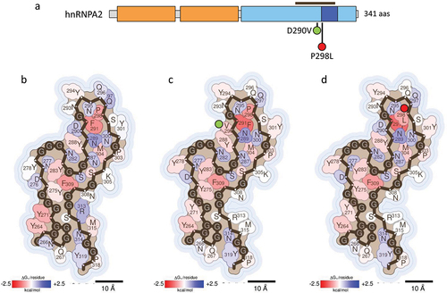 Figure 3. Impact of hnRNPA2 disease-associated mutations on fibril stability. (a) domain organization of hnRNPA2. Residues covered by the amyloid core in the cryo-EM hnRNPA2 fibril structure (PDB 6WQK) [Citation18] are indicated with a brown bar. (b-d) stabilization energy maps of the amyloid fibrils formed by the WT (b) and their corresponding disease-associated mutants D290V (c) and P298L (d). The structures are colored according to the energy values, as described in figure 2. In (a-d), the nature of the disease-associated mutations is indicated with green (stabilizing) or red (destabilizing) filled circles.