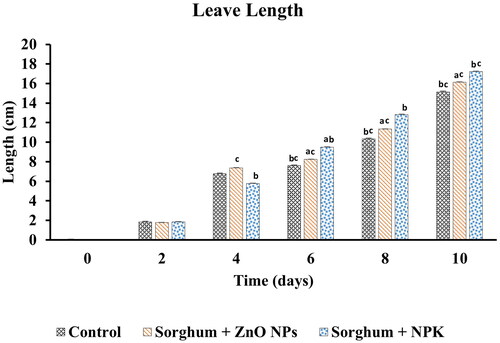 Figure 6. Length of Sorghum bicolour leaves treated after 10 days with ZnO NPs and NPK.