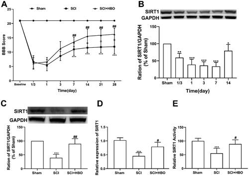 Figure 1. HBO therapy enhanced the decreased expression and activity of spinal cord SIRT1 induced by traumatic SCI. (A) The locomotor dysfunction was significantly improved after traumatic SCI rats were applied with series HBO therapy (n = 12/per group). (B) The protein level of spinal cord SIRT1 began to reduce at 8 h (1/3 day) and lasted at least at day 14 after the SCI injury established (n = 4/per group). (C–E) HBO treatment for consecutive 7 days significantly enhanced the decreased protein, mRNA and activity of SIRT1 in spinal cord (n = 5/per group). *p<0.05, **p<0.01, ***p<0.001 compared with sham group, #p<0.05, ##p<0.01 compared with SCI group.