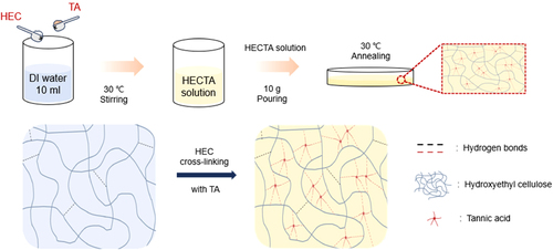 Figure 2. Schematic fabrication process of HECTA film.
