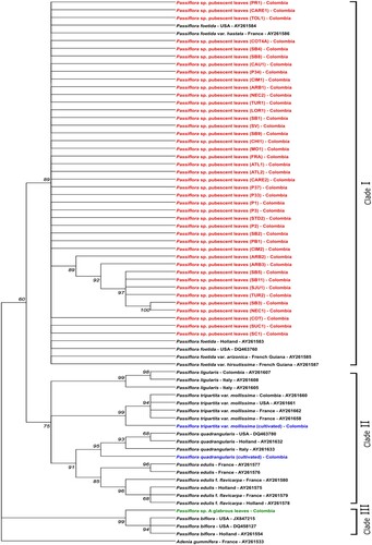 Figure 4. Phylogenetic tree of ncpGS sequences of Passiflora foetida and other Passiflora species. Accessions in black = sequences retrieved from GenBank. Accessions in red = Passiflora sp. samples with pubescent leaves collected in Colombia as part of this study (site ID between parentheses; Supplementary Table 1). Accessions in green = Passiflora sp. sample with glabrous leaves collected in Colombia as part of this study. Accessions in blue = identified Passiflora species acquired from nurseries in Colombia. The tree was built using the maximum likelihood method. Only bootstrap values above 60% are shown. Adenia gummifera was used as outgroup.