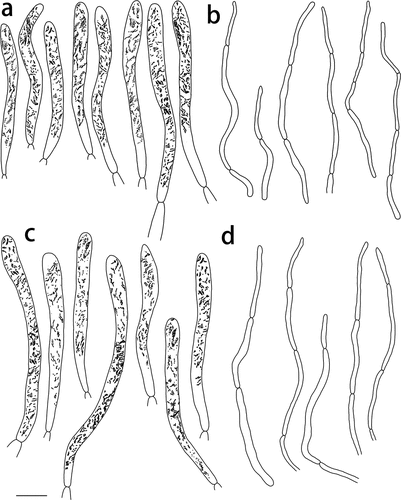 Figure 6. Russula paragraveolens (HMAS281158, holotype), pileipellis. (a) Pileocystidia near the pileus centre. (b) Hyphal terminations near the pileus centre. (c) Pileocystidia near the pileus margin. (d) Hyphal terminations near the pileus margin. Cystidial contents as observed in Congo red. Scale bar = 10 μm.
