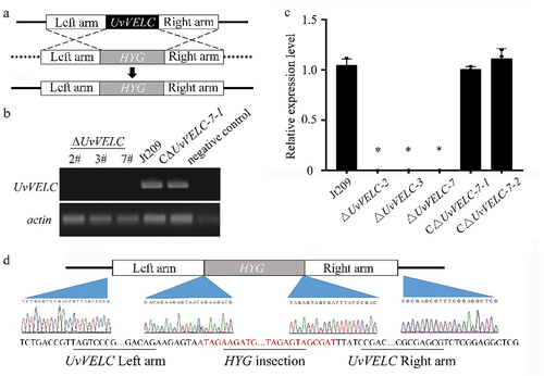 Figure 2. Targeted knockout and complement assay of UvVELC in U. virens. (a) The UvVELC coding region was replaced with the hygromycin phosphotransferase gene cassette (HYG) by homologous recombination. (b) PCR amplify of the UvVELC in the genome of WT, ΔUvVELC, and CΔUvVELC strains. actin gene was used as the control gene. (c) qRT-PCR analysis of the expression of UvVELC in the Jt209, ΔUvVELC, and CΔUvVELC strains. β-tubulin gene was used as the endogenous reference gene. (d) Sanger sequencing traces of junction regions confirmed that UvVELC was replaced with HYG in mutants. Inserted sequences are indicated in red.