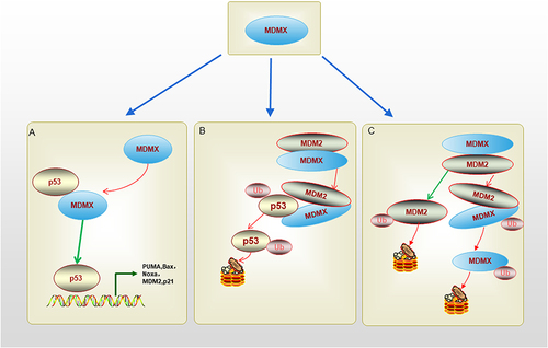 Figure 2 The schematic diagram of regulation of p53-related MDMX function. (A). N terminus p53-binding domain of MDMX can bind to p53 transactivation domain directly and inhibit p53 transactivation activity without promoting p53 degradation. (B). MDMX-MDM2 heterodimer is formed after the RING domains of them bind together, the heterodimer can promote MDM2-mediated p53 ubiquitination and degradation. (C). MDMX-MDM2 heterodimer can inhibit MDM2 ubiquitination, and increase MDM2 stability. MDM2 can promote MDMX ubiquitination and degradation too.
