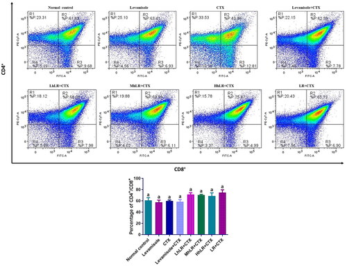 Figure 6. Effects of hLR and LR on thymic T lymphocyte subsets in CTX-treated rats. Percentage of CD4+/CD8+ (R2 region) T cell population. Data are expressed as mean ± SEM (n = 4). Different letters above the bars indicate significant differences (p < 0.05) between groups.
