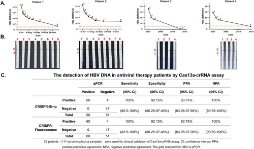Figure 6. Cas13a-crRNA-Assisted HBV DNA Strip Assay in Antiviral Therapy Patients. Data are representative of at least three independent experiments. (A) The dynamic line chart by GraphPad Prism shows the changes in HBV DNA levels (IU/mL) in patients treated with antiviral therapy. (B) Antiviral therapy dynamic plasma samples (IU/mL) were assayed with a Cas13a-crRNA nucleic acid detection strip. (C) Analysis of sensitivity, specificity, PPA, and NPA about Cas13a-crRNA assay for detection of HBV DNA in antiviral therapy patients.