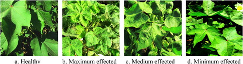 Figure 2. Healthy, maximum effected, medium effected and minimum effected leaf images.