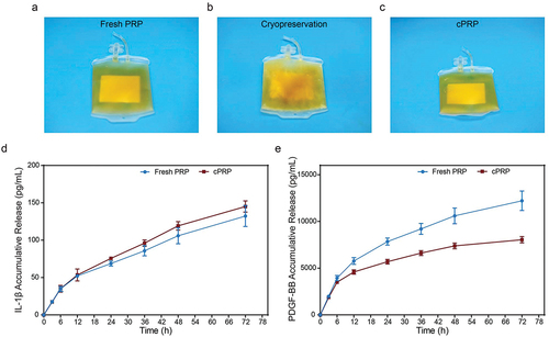 Figure 1. Differences in appearance and release of bioactive components between fresh PRP and cPRP. (a) A photograph of fresh PRP. (b) A photograph of PRP passing through − 80°C freezing. (c) A photograph of cPRP. (d) The cumulative release profiles of the cytokine IL-1β in fresh and cryopreserved PRP. (e) The cumulative release profiles of the cytokine PDGF-BB in fresh and cryopreserved PRP.