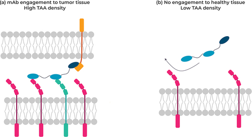 Figure 4. Targeting tumor cells co-expressing two different receptors at the cell surface (left) not co-expressed on normal cells with a multispecific VHH, thereby minimizing antibody engagement against healthy cells.