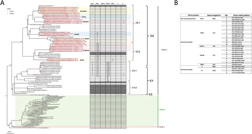 Figure 2. (A) Phylogenetic analysis of MERS-CoV whole genome sequences obtained in this study using IQ-TREE. The tree is rooted against MERS-CoV-related bat coronavirus Coronavirus Neoromicia/PML-PHE1/RSA/2011(GenBank: KC869678.4), which was removed from the tree due to the long branch length. Selective bootstrap values are shown. The MERS-CoV clades designations are denoted based on the previous studies [Citation28,Citation47]. Whole genome sequences labelled in red are from this study and those in black are sequences downloaded from Genbank. S gene partial sequences from the previous study with the length of 1046 bp are labelled with asterisk [Citation28]. Indel patterns of nsp3, ORF3, ORF4a, ORF4b, ORF5, S, and N genes observed in the sequences are shown in the table within the tree (S gene partial sequences and sequence MK967708/Egypt/Camel/AHRI−FAO−1/2018 are excluded). Two clade B Saudi Arabian viruses that show deletions in ORF4b are included for comparison. The sampling places (Amibara, Chifra, Gewane, Babile, Akaki) of the sequences are labelled in the tree. (B) Details of the indel patterns of the sequences in the phylogenetic trees.