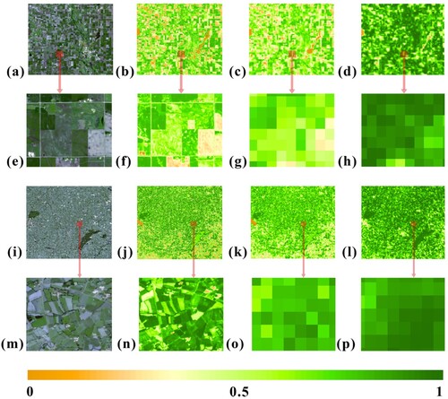 Figure 11. Comparing the FVC estimated using PDKDM-A with the FVC products (PROBA-V) for the croplands. (a), (e), (i), and (m) are the images of croplands composed of RGB band. (b), (f), (j), and (n) are FSR FVC estimated by PDKDM-A from Sentinel-2 images. (c), (g), (k), and (o) are up-scaling images for FSR FVC estimated by PDKDM-A. (d), (h), (l), and (p) are FVC products (PROBA-V). (a-h) croplands and (i-p) cropland/natural vegetation mosaics.