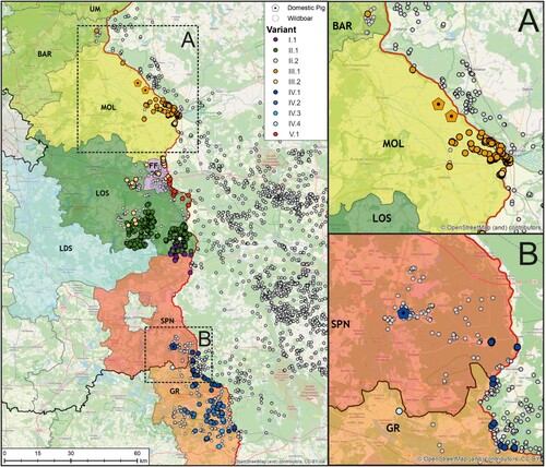 Figure 4. Geographic distribution of viral variants detected in the federal states of Saxony and Brandenburg along the Polish border (left). Confirmed ASFV cases in wild boars from 10 September 2020 until 12 August 2021 are depicted as circles (white), whereas outbreaks in domestic pigs are shown as pentagons (n = 3, areas A and B). In order to facilitate the visualization of spatial ASFV clusters, variants confirmed by Sanger sequencing (n = 834) were coloured according to their assignment to one of the five lineages.