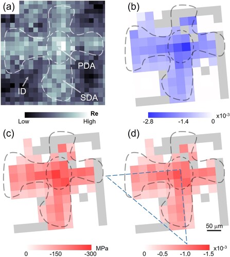 Figure 3. Heterogeneously distributed lattice misfit and coherency stress in the heat-treated NBSC superalloy. (a) The micro-segregation of Re element delineates the regions of PDA, SDAs and ID structure. The distributions of constrained lattice misfit (b), equi-biaxial coherency stress in γ-channels (c) and effective shrinking rate (d) are dependent on the dendritic structure.