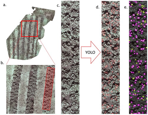 Figure 11. Orthomosaic image analysis. (a) Orthomosaic image of Quebec strawberry farm from NID field deployment. (b) Isolated crop row in the field. (c) Isolated crop row. (d) Detected flowers with YOLOv5 NID. (e) Labeled detections from YOLOv5 NID system; yellow for flowers, pink for false positives.
