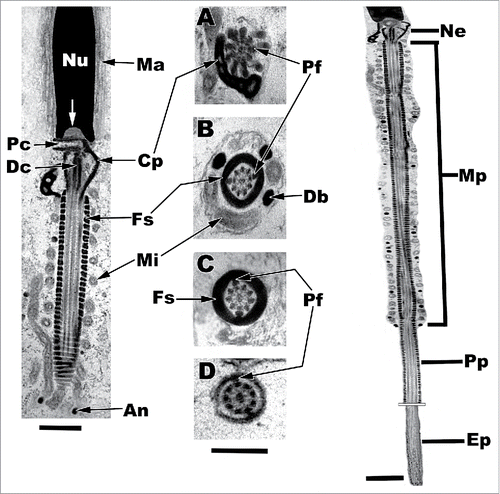 Figure 6. Sagittal and cross sections of the caudal nucleus and components of the flagellum of a late staged elongate in the Pelamis platurus testis. Cross sections: A, distal centriole; B, midpiece; C, principal piece; D, endpiece. Ne, neck; Mp, midpiece; Pp, principal piece; Ep, endpiece; Nu, nucleus; Ma, manchette; Pc, proximal centriole; Dc, distal centriole; Cp, dense collar; Fs, fibrous sheath; Mi, mitochondria; An, annulus; Pf, peripheral fibers; Db, dense bodies; white arrow, nuclear fossa. Bar = 1 µm.