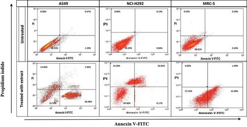 Figure 5. Scatter graph depicting annexin V (an) and propidium iodide (PI) double-staining assay of NCI-H292, A549 and MRC-5 cells treated with Mangifera indica L. kernel ethanolic extract at IC50 concentrations for 24 h. The Y-axis represents the PI-labeled population, whereas the X-axis represents the FITC-labeled annexin V positive cells. The lower left portion of the fluorocytogram (an ̶, PI ̶) shows viable cells, whereas the lower right portion of the fluorocytogram (An+, PI ̶) shows early apoptotic cells. The upper right portion of the fluorocytogram (An+, PI+) shows late apoptotic cells, whereas the upper left portion of the fluorocytogram (an  ̶, PI+) shows necrotic cells.