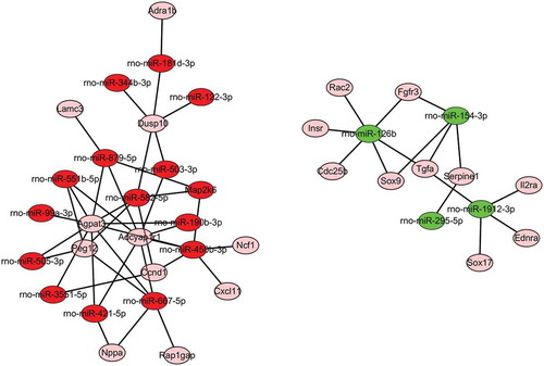 Figure 4. miRNA–mRNA interaction network of differentially expressed miRNAs in the normal group compared with the burn injury group. The miRNA–mRNA interaction network was constructed by targeting genes in 15 signaling pathways mapped by KEGG, and only 18 differentially expressed miRNA were selected in the network regulatory map. Red indicated the up-regulated miRNAs green indicated the down-regulated miRNAs, pink indicated the target mRNA