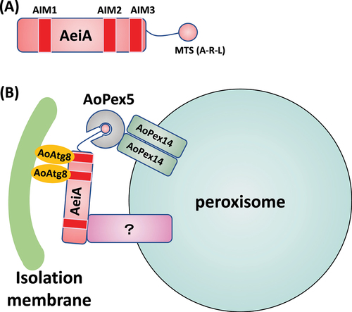 Figure 1. A speculative model for the action of AeiA in pexophagy (A) Schematic representation of AeiA structures. AeiA interacts with AoAtg8 via AIM2 and AIM3 [Citation1]. MTS consists of the amino acid sequence A-R-L. (B) Putative role of AeiA in pexophagy. AeiA associates to peroxisomes by binding via its MTS the PTS receptor AoPex5, which form a complex with the peroxisomal membrane protein AoPex14. In addition, AeiA might be recognized by an unknown protein present on peroxisomal membrane, because AeiA appeared to be transported to the lumen of peroxisomes [Citation1]. Under pexophagy inducing condition such as growth in oleic acid-containing medium, AeiA interacts with AoAtg8 pool present on the phagophore to promote sequestration of peroxisomes within autophagosomes.