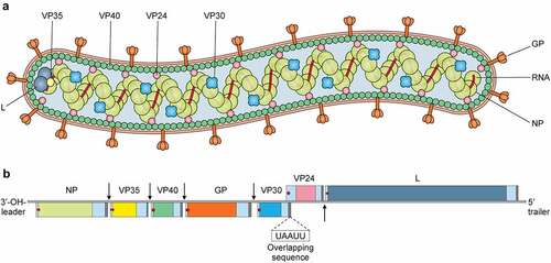 Figure 1. Virion structure and genome organization of Marburg virus. Top, the Marburg virus structure along with depicting the structural proteins. Bottom, an illustration of the genome organization of the Marburg virus. This seven-gene strain of Marburg virus has been drawn roughly to scale. The light blue boxes indicate noncoding areas, as well as the colored box code regions for genes. The red arrows demonstrate the position of the transcriptional start signals, whilst the pale brown bars highlight conserved transcriptional stop signals. The genes are segregated by intergenic regions, indicated using black arrows, with the exception of the overlapping sequence (black triangle) between VP24 and VP30. At the extreme ends, the 3' and 5' trailer sequence is shown.