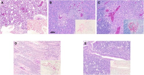 Figure 2. Histopathology and immunohistochemical staining for AIV antigen in tissues of chickens infected with clade 2.3.4.4 highly pathogenic avian influenza viruses, 2 days post-inoculation. Hematoxylin-eosin staining (A-E); immunohistochemistry (insets), virus staining of cells (nuclei – clearly stained circular bodies) in red. A. Lung, A/Ck/VNM/14 (clade 2.3.4.4a). Interstitial pneumonia with lymphoplasmacytic infiltrates. Inset: Lung, same area. Viral antigen in endothelial cells, pneumocytes, mononuclear cells. B. Pancreas, A/TD/DNK/16 (clade 2.3.4.4b). Necrotic pancreatic acinar cells with lymphoplasmacytic infiltrates. Inset: Pancreas, same area. Viral antigen in acinar cells, duct cells, endothelial cells. C. Thymus, A/TD/DNK/16 (clade 2.3.4.4b). Necrosis in medulla and lymphocyte depletion in cortex. Inset: Thymus, same area. Viral antigen in mononuclear cells, thymic epithelium in medullary area, endothelial cells. D. Duodenum, A/Ck/Hok/16 (clade 2.3.4.4e). Focal necrosis with lymphoplasmacytic infiltrates in submucosa. Inset: Duodenum, same area. Viral antigen in enterocytes, endothelial cells, mononuclear cells in lymphoid associated tissue, smooth muscle cells. E. Cecal tonsil, A/MD/KOR/16 (clade 2.3.4.4e). Focal necrosis with lymphoplasmacytic infiltrates in submucosa. Inset: Cecal tonsil, same area. Viral antigen in enterocytes, endothelial cells, mononuclear cells in lymphoid associated tissue.