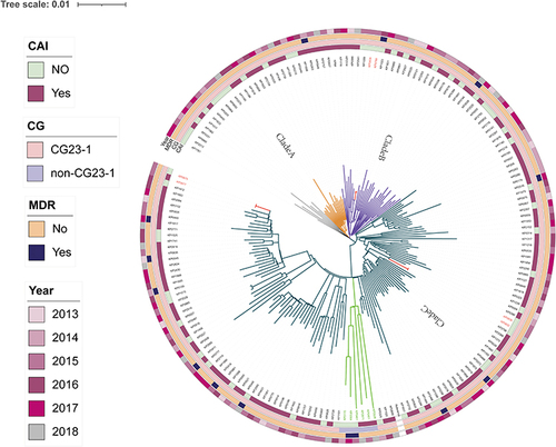 Figure 4 Phylogenetic analysis of 184 ST23 Klebsiella pneumoniae strains.