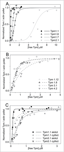 Figure 3. Binding curves of various Tpm isoforms to F-actin. (A) Binding of HMW Tpm isoforms to skeletal F-actin for Tpm1.1 (▪), Tpm1.6 (▴), Tpm 1.7 (•), and Tpm2.1 (▾); (B) Binding of LMW Tpm isoforms to skeletal F-actin for Tpm1.12 (□), Tpm 1.8 (Δ), Tpm3.1 (○), and Tpm4.2 (∇). (C) Comparison of the binding of selected HMW and LMW Tpm isoforms to either skeletal or cytoskeletal F-actin: Tpm1.1 to skeletal (▪), and cytoskeletal (▴) F-actin; Tpm3.1 to skeletal (○), and cytoskeletal (∇) F-actin. The best fit of the Hill equation to the data is shown as a solid line (skeletal F-actin) or dashed line (cytoskeletal F-actin). The apparent equilibrium dissociation constants (Kd(app)) and the Hill coefficients (h) are listed in Table 1. Buffer conditions: 150 mM NaCl, 10 mM Tris-HCl pH 7.5, 2 mM MgCl2, 0.5 mM DTT.