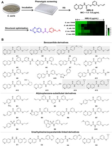 Figure 1. Discovery of benzoanilide lead compounds against C. auris. (a) Protocol for phenotypic screen and molecule design based on the hit compound NMU-6. Relative growth of fungal cells was displayed by heatmap. (b) Chemical structures of the designed target compounds. The shaded regions indicate compounds that showed potent antifungal activity.