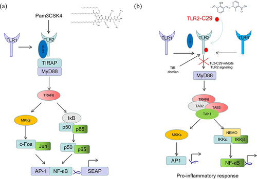 Figure 5. Schematic for the action of Pam3CSK4 (a) and TLR2-IN-C29 (b) on TLR2.