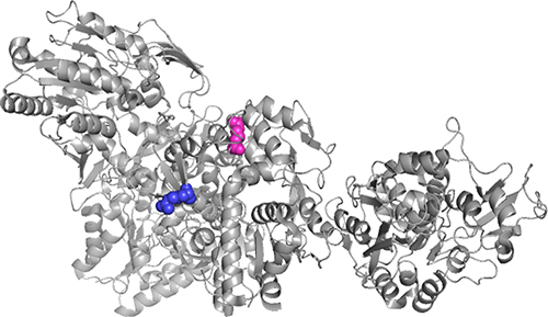 Figure 4 Visualization through PyMOL of the crystal structure of the human Lecithin-Cholesterol Acyltransferase (4X96 Protein Data Bank) reported by Glukhova et al 2015.Citation16 Protein Data Bank accession number 4X96. Arginine residue 123 is visualized in blue and the purple residue corresponds to Arginine 268.