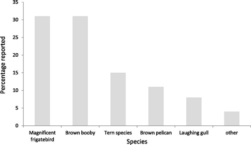 Figure 3. Bird species most frequently reported as by-catch by 26 fishers who reported incidentally catching a seabird whilst fishing, surveyed at various locations throughout the British Virgin Islands. (fishers were asked to identify those species that they had caught in the last 3 years, identified using an ID guide).