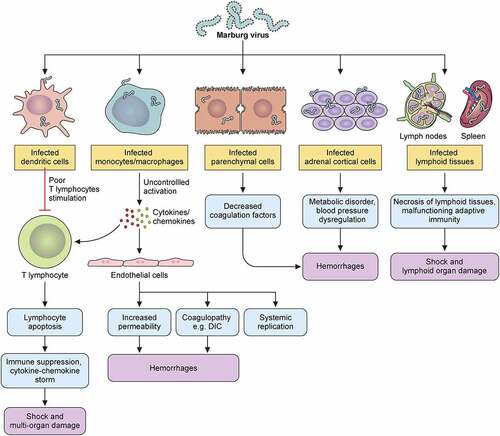 Figure 6. MARV hemorrhagic fever pathophysiology model in humans. Marburg virus primarily targets dendritic cells, monocytes, parenchyma cells at a liver, adrenocortical cells, and several lymphoid tissues. Infection of dendritic cells leads to poor stimulating condition of T lymphocyte that causes lymphocyte apoptotic condition. Due of this, body’s immunity is suppressed and cytokines/chemokines number is increased, which leads to shock as well as multiorgan damaging occurrence. Macrophage or monocyte infection leads to uncontrolled cytokines/chemokines activation, and they continue the damaging of T lymphocyte and endothelial cell. Endothelial cell infection causes increase of blood vessels permeability and DIC (disseminated intra-vascular coagulopathy), while both occurrences lead to hemorrhages. Systemic replication can also occur because of this infection in endothelial cells. Parenchymal cell infection occurrences in liver can decrease coagulation factors, and these occurrences can cause hemorrhages later on. Adrenocortical cells of adrenal gland infecting occurrence by MARV can lead to disorders in the metabolism and dysregulated blood pressure; and hemorrhage occurs at a later stage due to these infections. MARV infection the on lymphoid tissues of lymphatic system, especially lymph nodes and spleen infections lead to tissue necrosis and malfunctioning adaptive immunity. Shock and lymphoid organ damage can occur in the later stage.