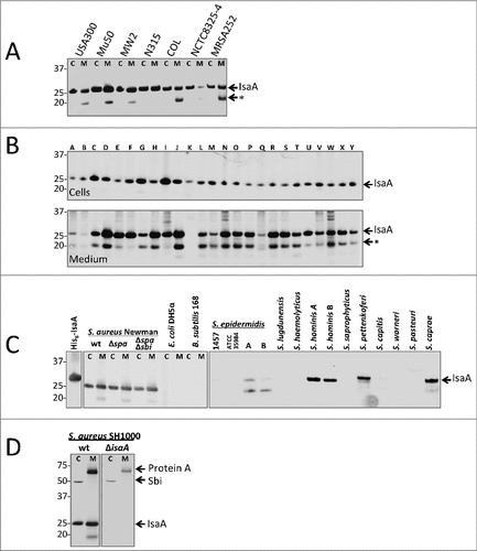 Figure 1. IsaA expression in S. aureus and other staphylococcal species. Detection of IsaA production in (A) sequenced S. aureus strains and (B) 25 clinical S. aureus isolates (A – Y) by Western blotting and immunodetection with 1D9-800CW. (C) Western blotting analysis for IsaA detection in spa and spa sbi mutants of S. aureus Newman, E. coli DH5α, B. subtilis 168 and several different staphylococcal species. Left panel, immunodetection of IsaA with unlabeled 1D9 and a secondary IRDye800CW-labeled goat anti-human antibody; right panel immunodetection with 1D9-800CW. Purified His6-IsaA was used as a control. (D) Western blotting analysis to verify the absence of IsaA production in S. aureus MS001 (ΔisaA) using 1D9-800CW for immunodetection. C, cell fraction; M, growth medium fraction. The positions of molecular weight markers are indicated on the left, and the positions of IsaA, an IsaA degradation product (#), Protein A and Sbi are indicated on the right.
