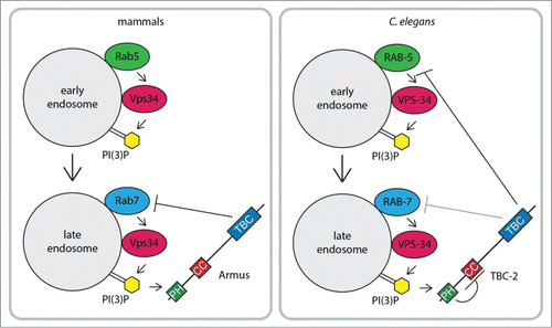 Figure 1. Model of mammalian Armus and C. elegans TBC-2 function and regulation during early to late endosome maturation.