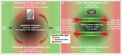 FIGURE 2. Relationship between motile and adherent stem cell states, MET/EMTs, and cell specialization through differentiation. The different states of the cell are depicted by a “cellular traffic light,” where motile states are depicted in green, adherent states in red, and transitional states in yellow. (A) Stem cells in adherent states may go through an MET or EMT to become motile. Osteocyte schematic used with permission.Citation27 (B) Once motile, circulating stem cells may again go through an MET or MET to become adherent.